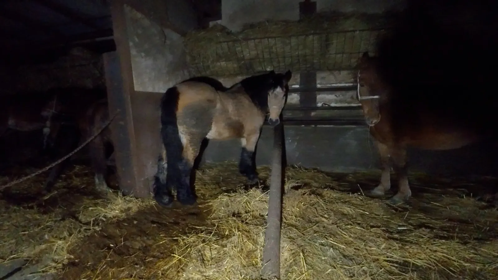 Il macello Zerbini e Ragazzi dichiara: “Il nostro lavoro è in regola”. Ecco perché non è vero 5