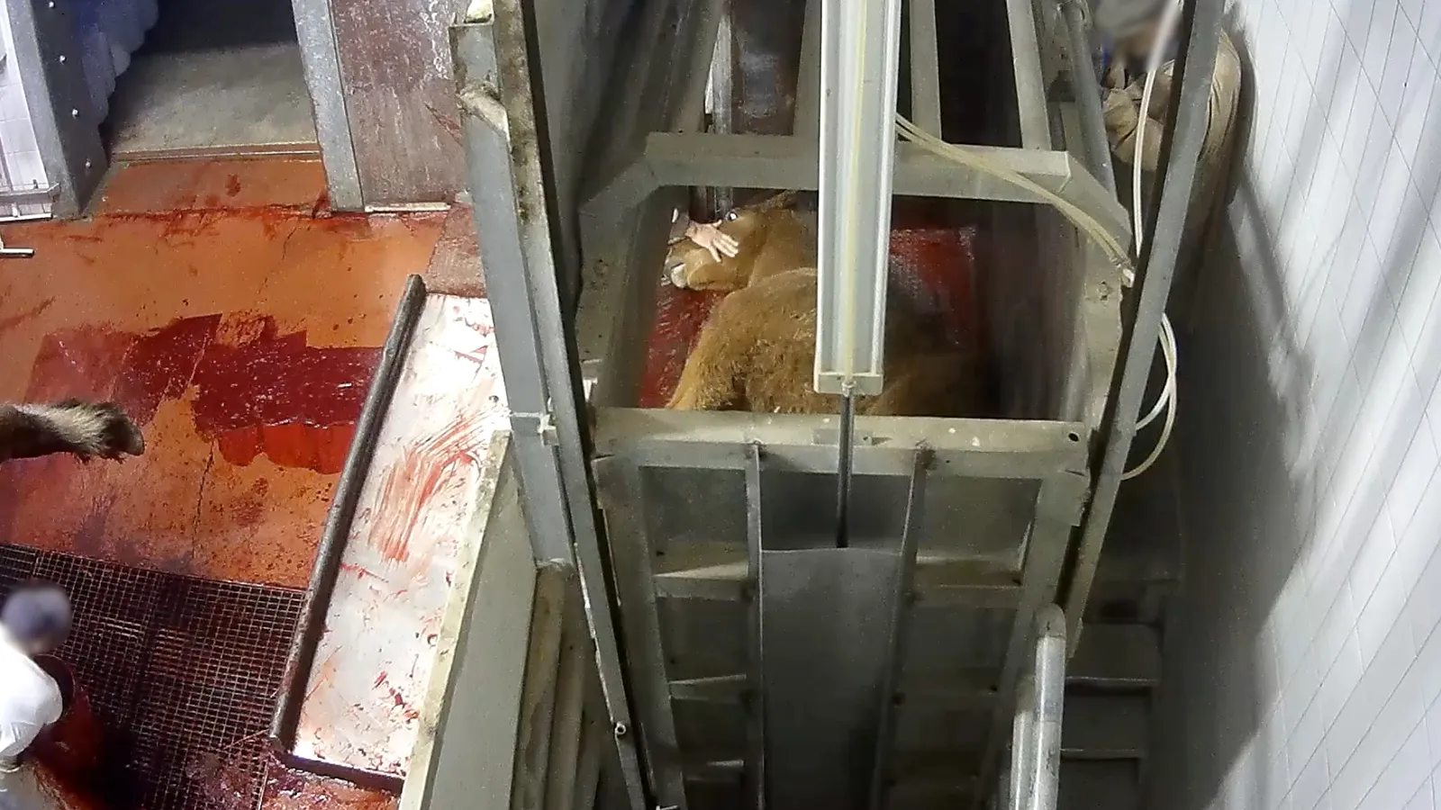 Il macello Zerbini e Ragazzi dichiara: “Il nostro lavoro è in regola”. Ecco perché non è vero 11