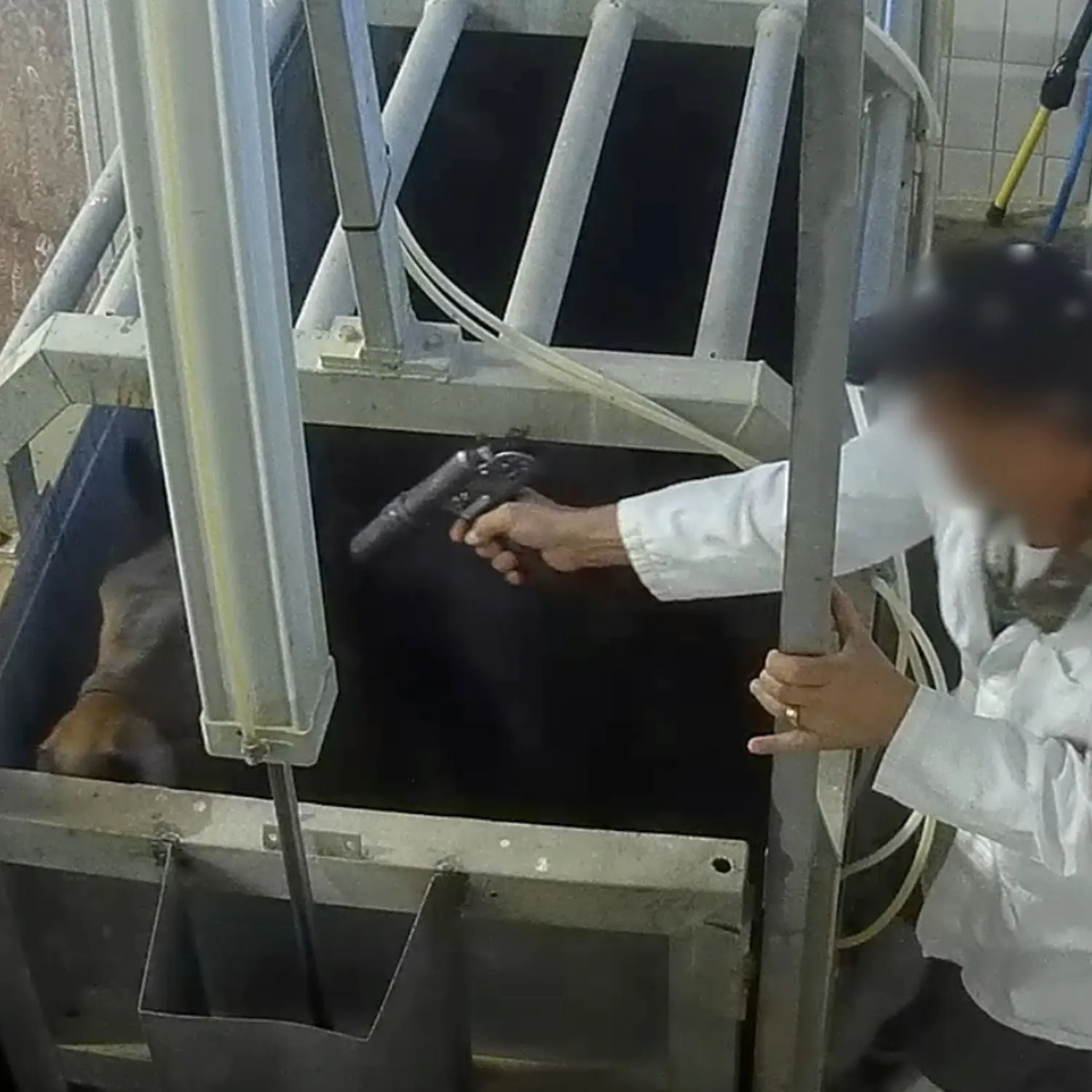 Cavalli al macello, crudeltà assicurata: inchiesta shock in Emilia Romagna 1 Cavalli al macello, crudeltà assicurata: inchiesta shock in Emilia Romagna