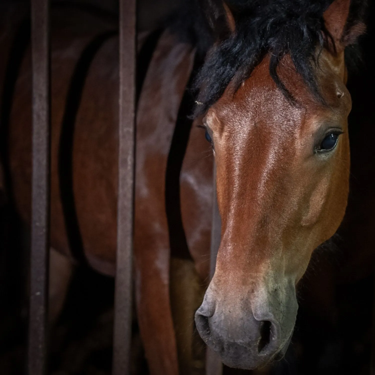 I cavalli uccisi nel macello Zerbini e Ragazzi sono individui con una propria storia personale. Eccone alcune.