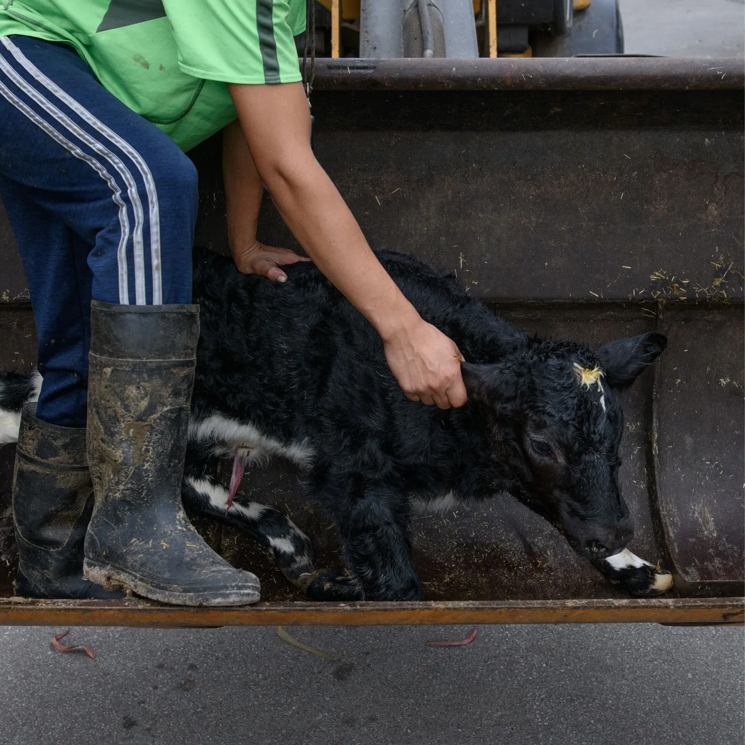 Strappati alla madre poche ore dopo la nascita: la verità su mucche e vitelli che l’industria del latte vorrebbe nascondere