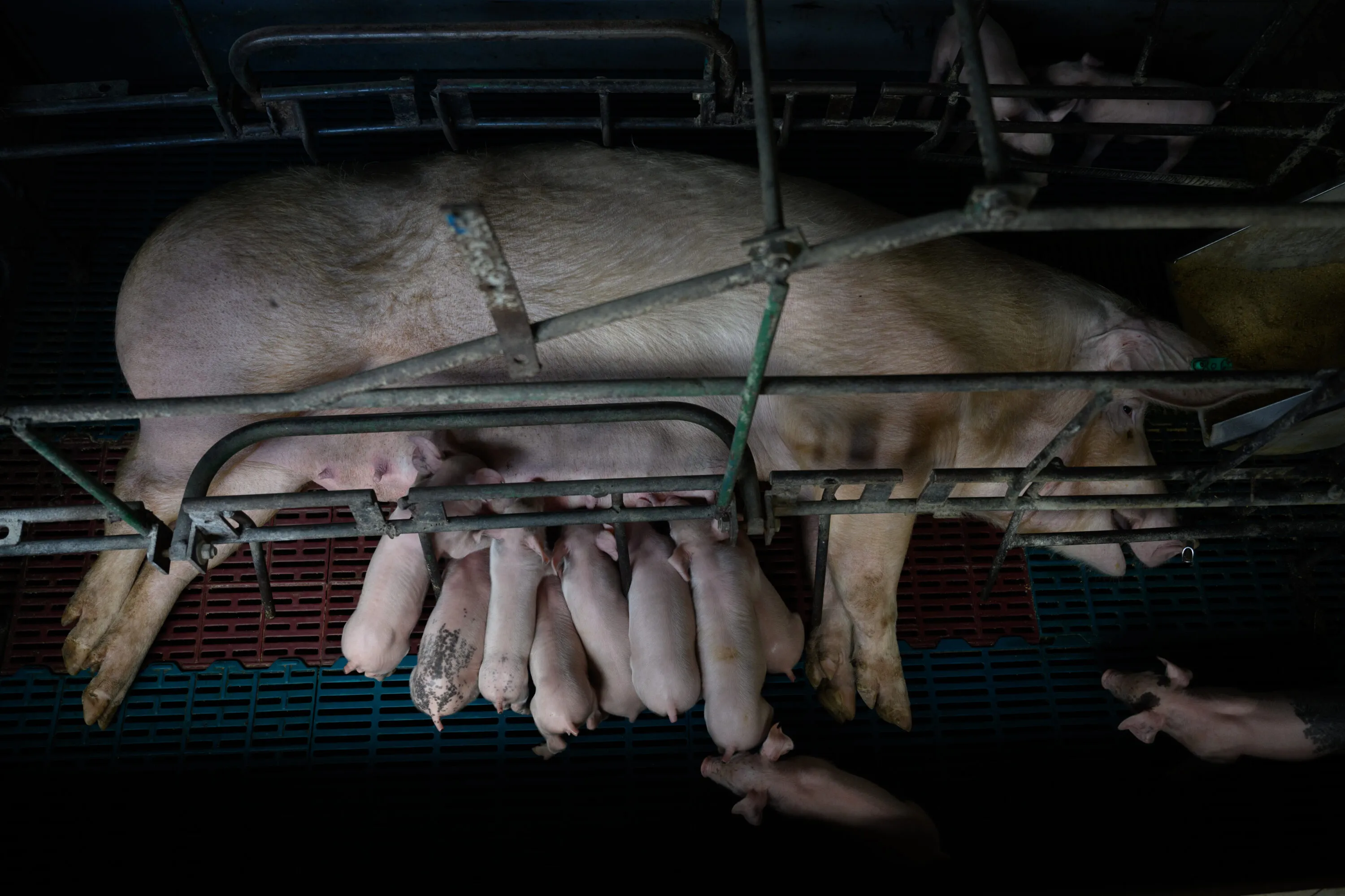 Revisione della legislazione UE sul benessere animale: oltre 190mila cittadini chiedono di ridurre le sofferenze 2