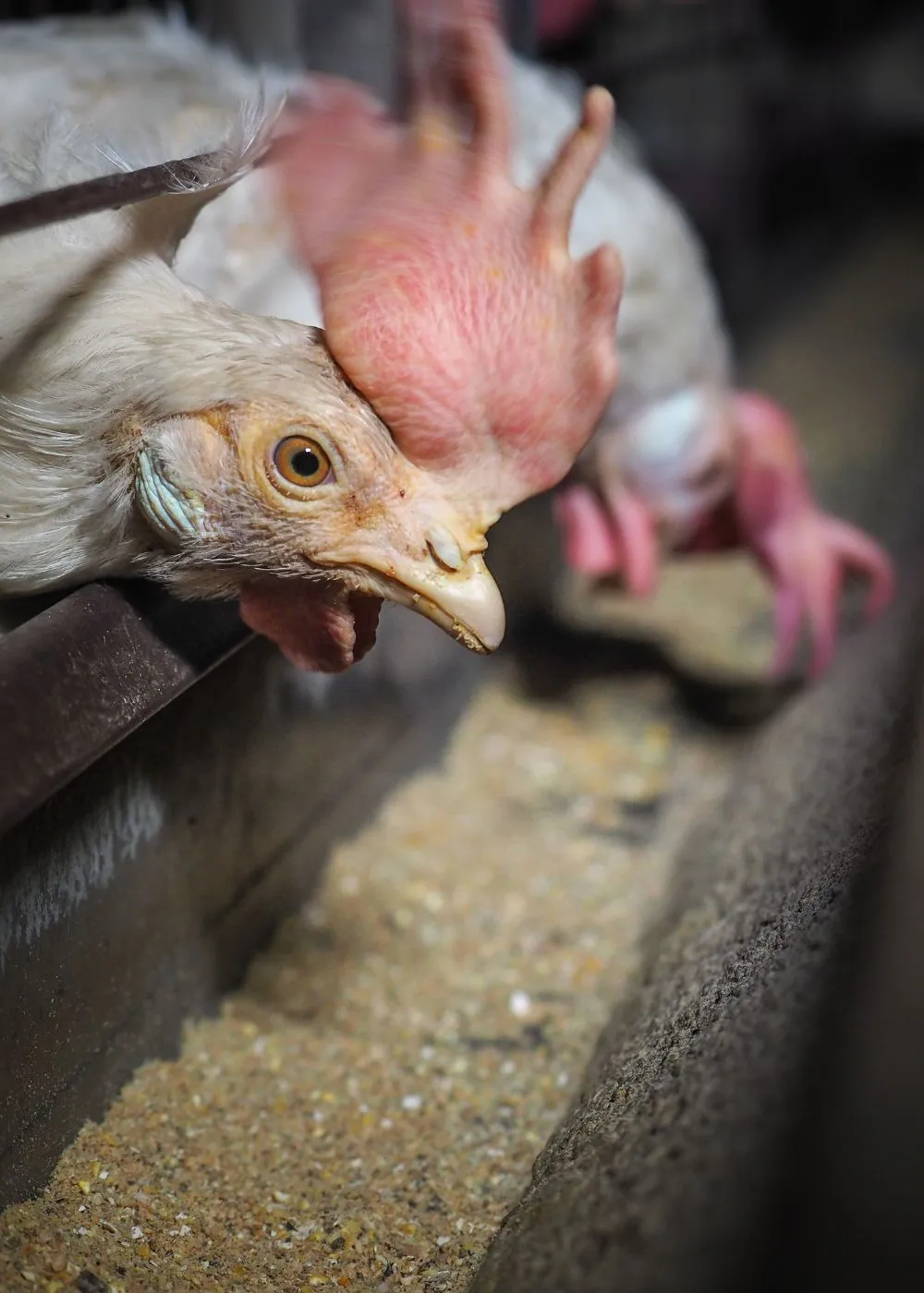 Le immagini inserite sono rappresentative di allevamenti di galline ovaiole allevate in gabbia