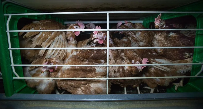 Immagini rappresentative di galline ovaiole allevate in gabbia