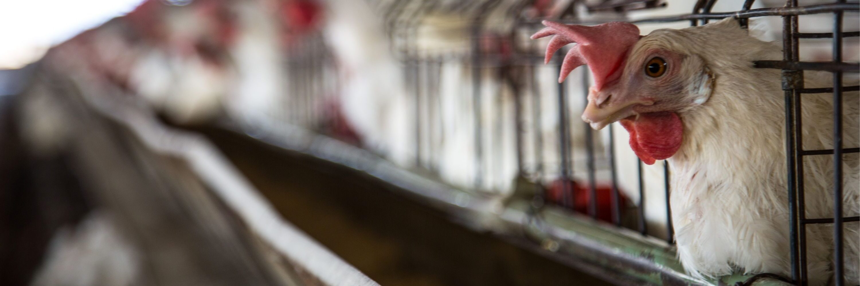 Le immagini inserite sono rappresentative di allevamenti di galline ovaiole allevate in gabbia