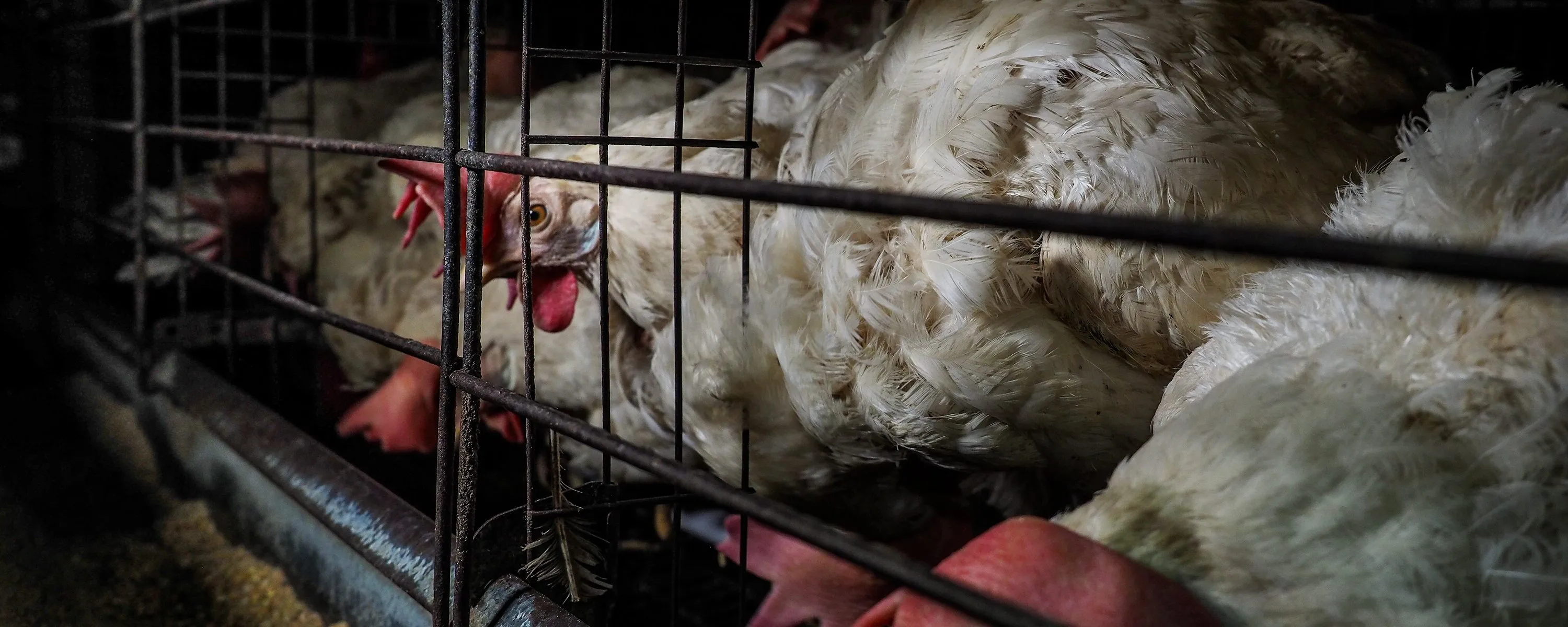 Le immagini inserite sono rappresentative di allevamenti di galline ovaiole allevate in gabbia