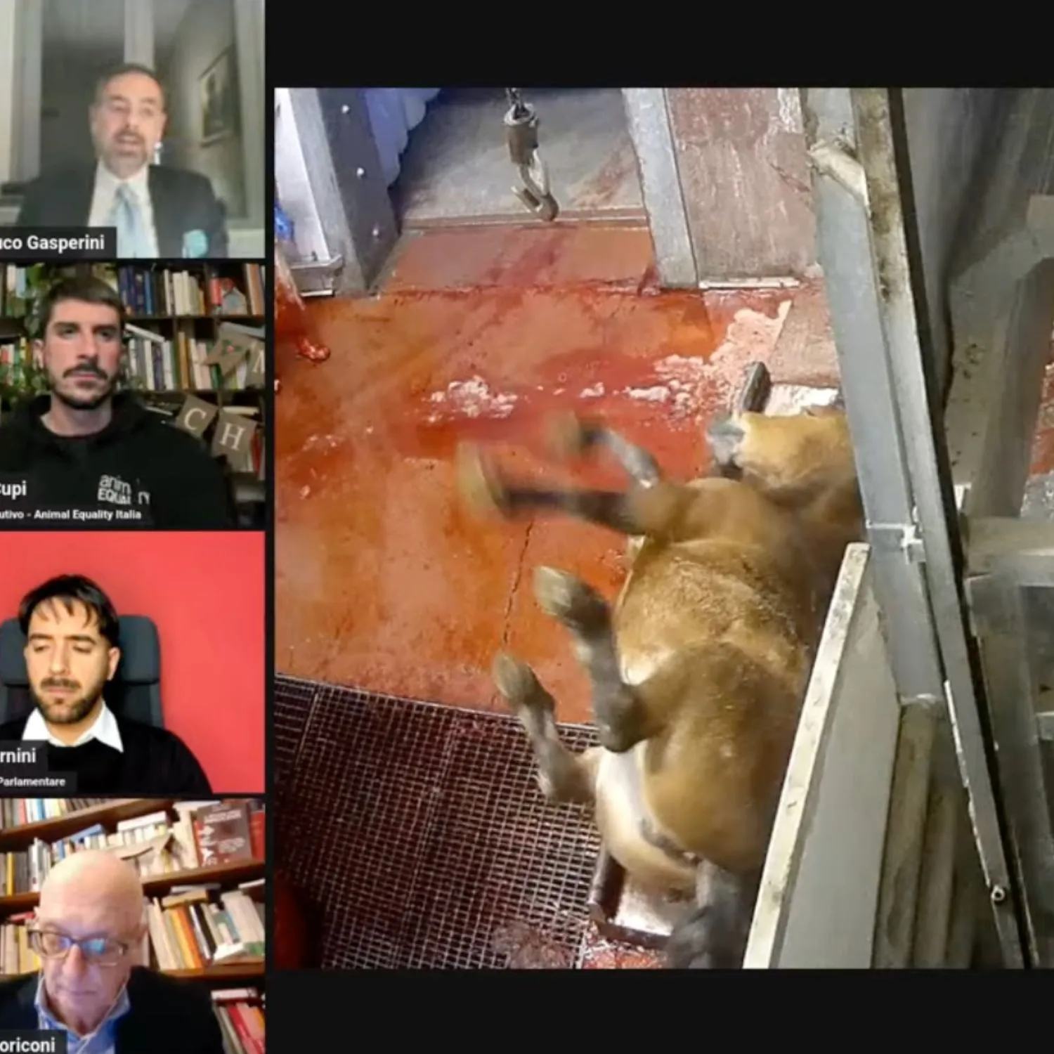 Dentro il macello di cavalli: tutto quello che è successo, spiegato bene