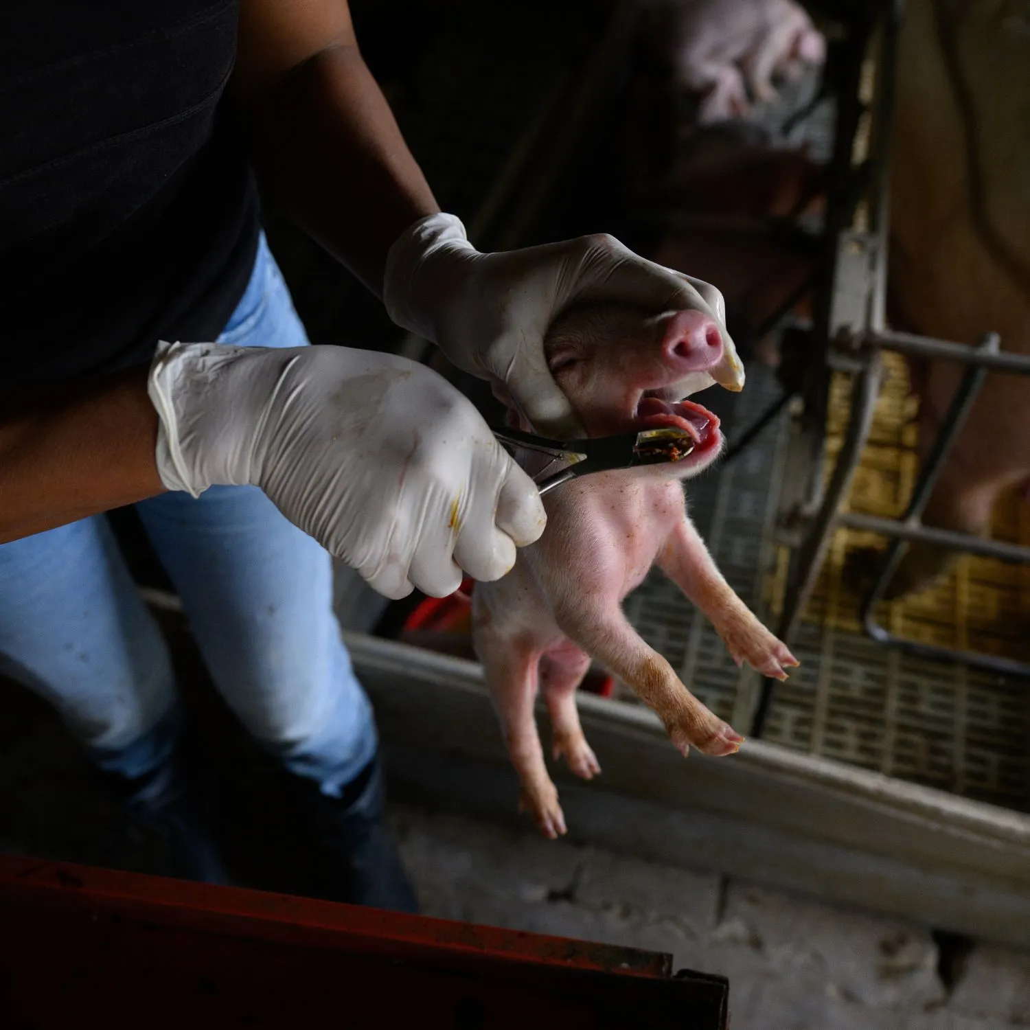 La crudeltà degli allevamenti di maiali in Argentina 4 La crudeltà degli allevamenti di maiali in Argentina