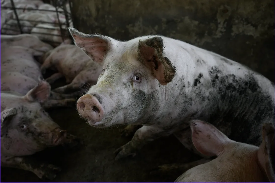 La crudeltà degli allevamenti di maiali in Argentina 3
