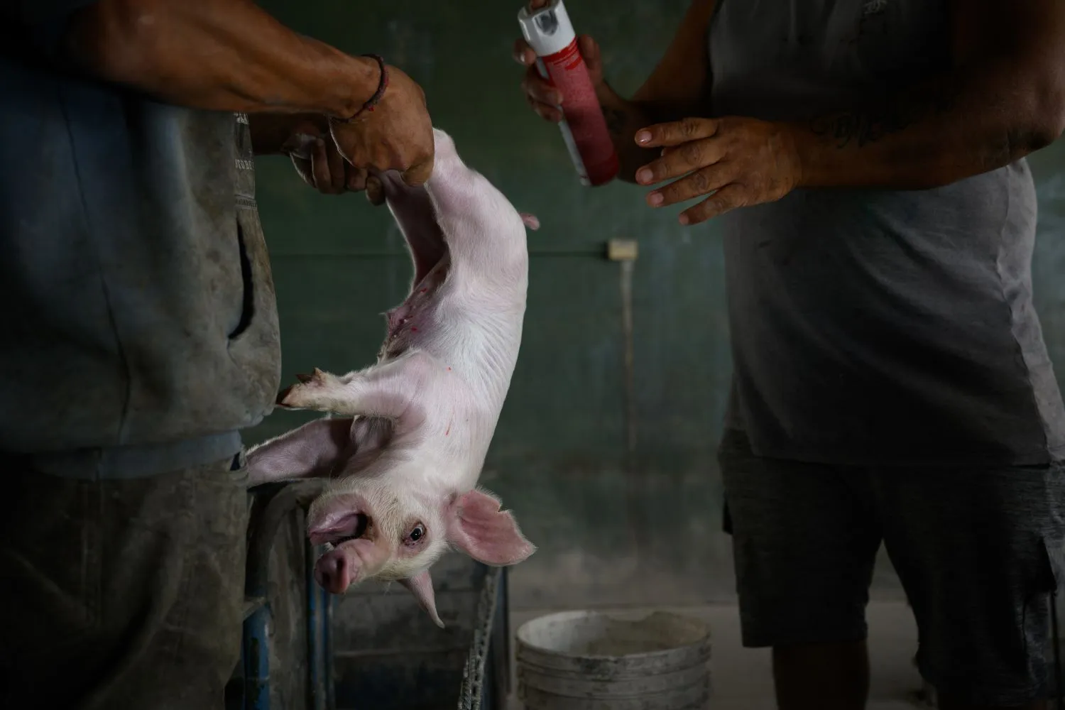 La crudeltà degli allevamenti di maiali in Argentina 1
