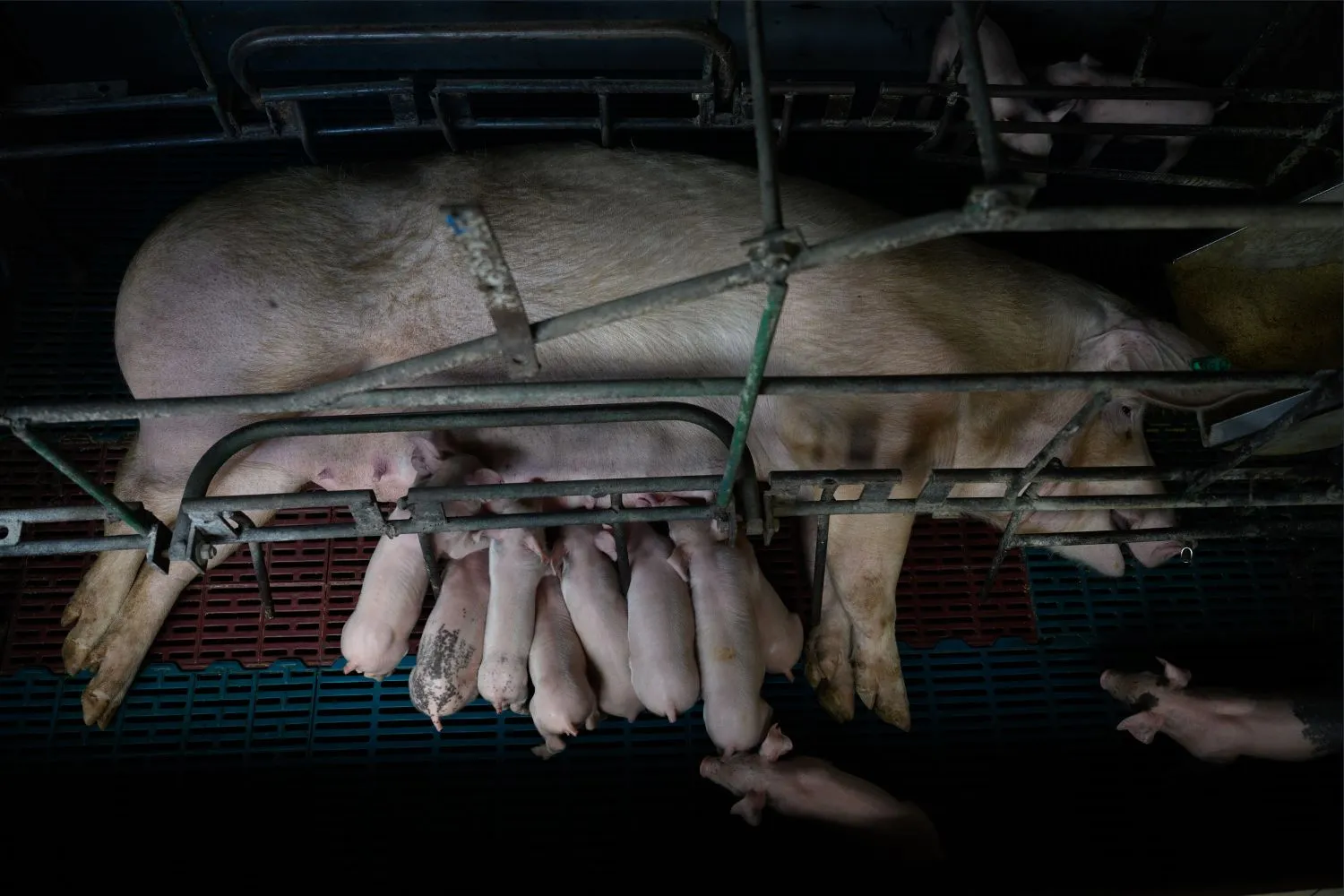 La crudeltà degli allevamenti di maiali in Argentina 2
