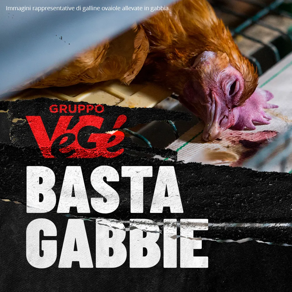 Immagini rappresentative di galline ovaiole allevate in gabbia