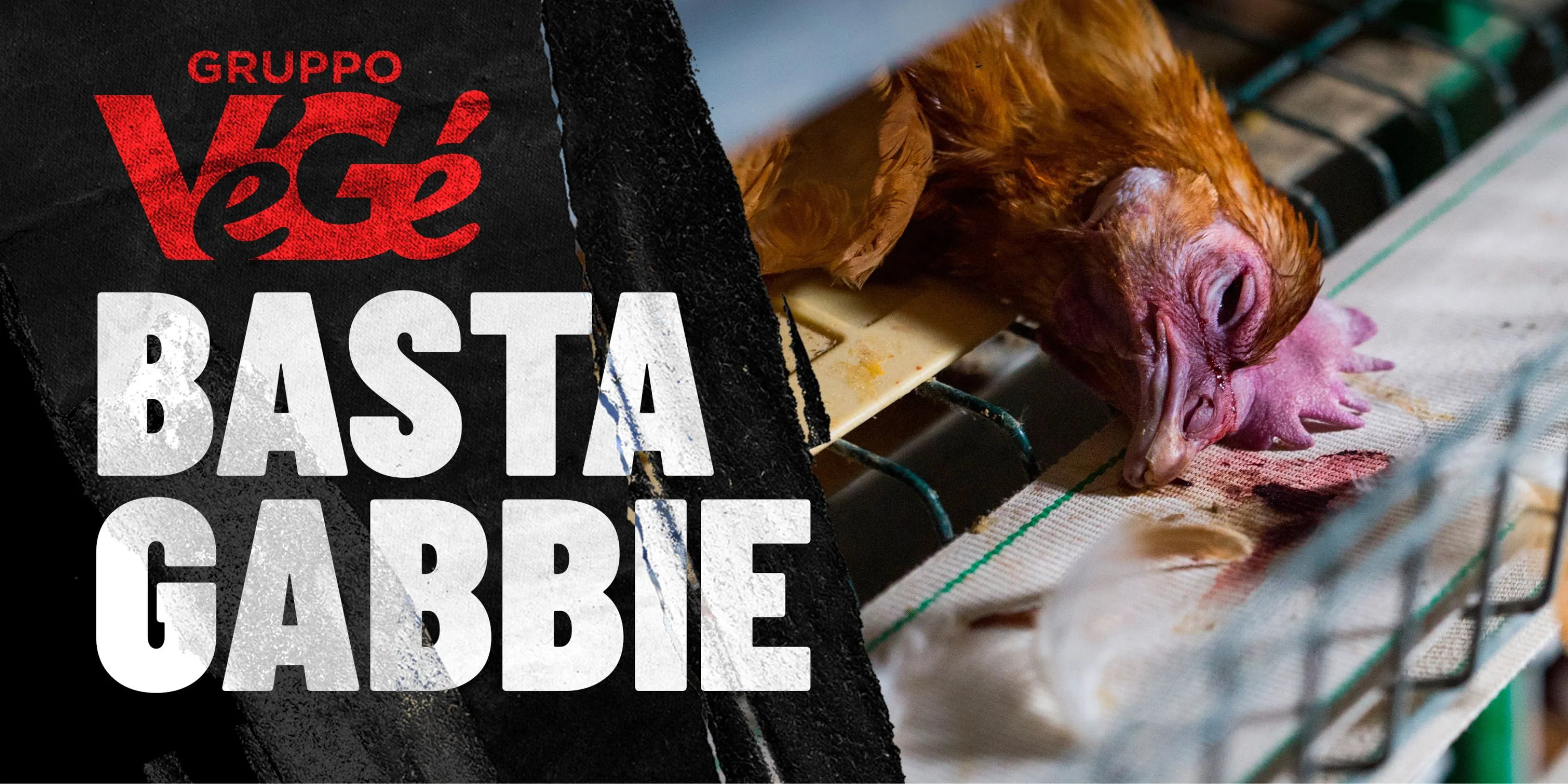 Immagini rappresentative di galline ovaiole allevate in gabbia