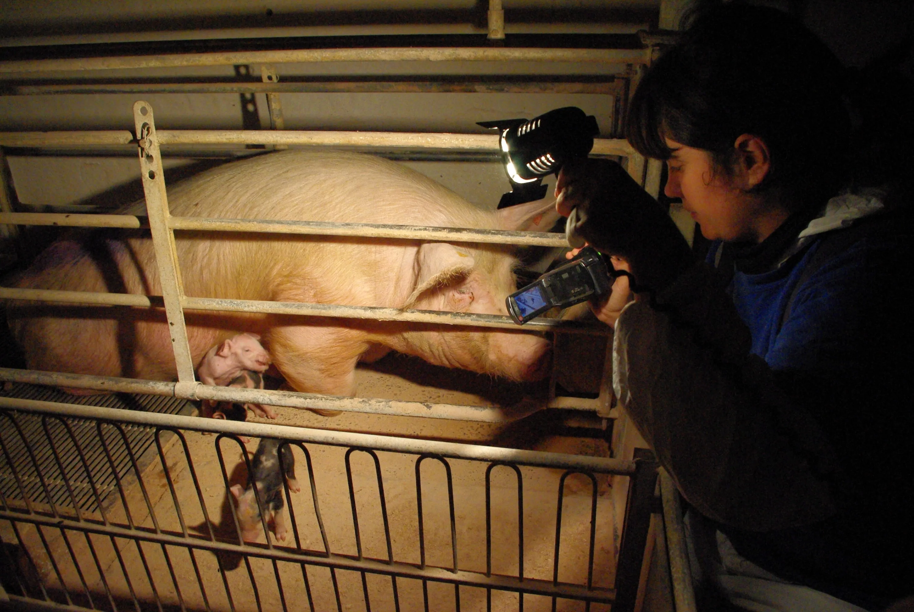 “La fabbrica della carne” arriva in libreria 4