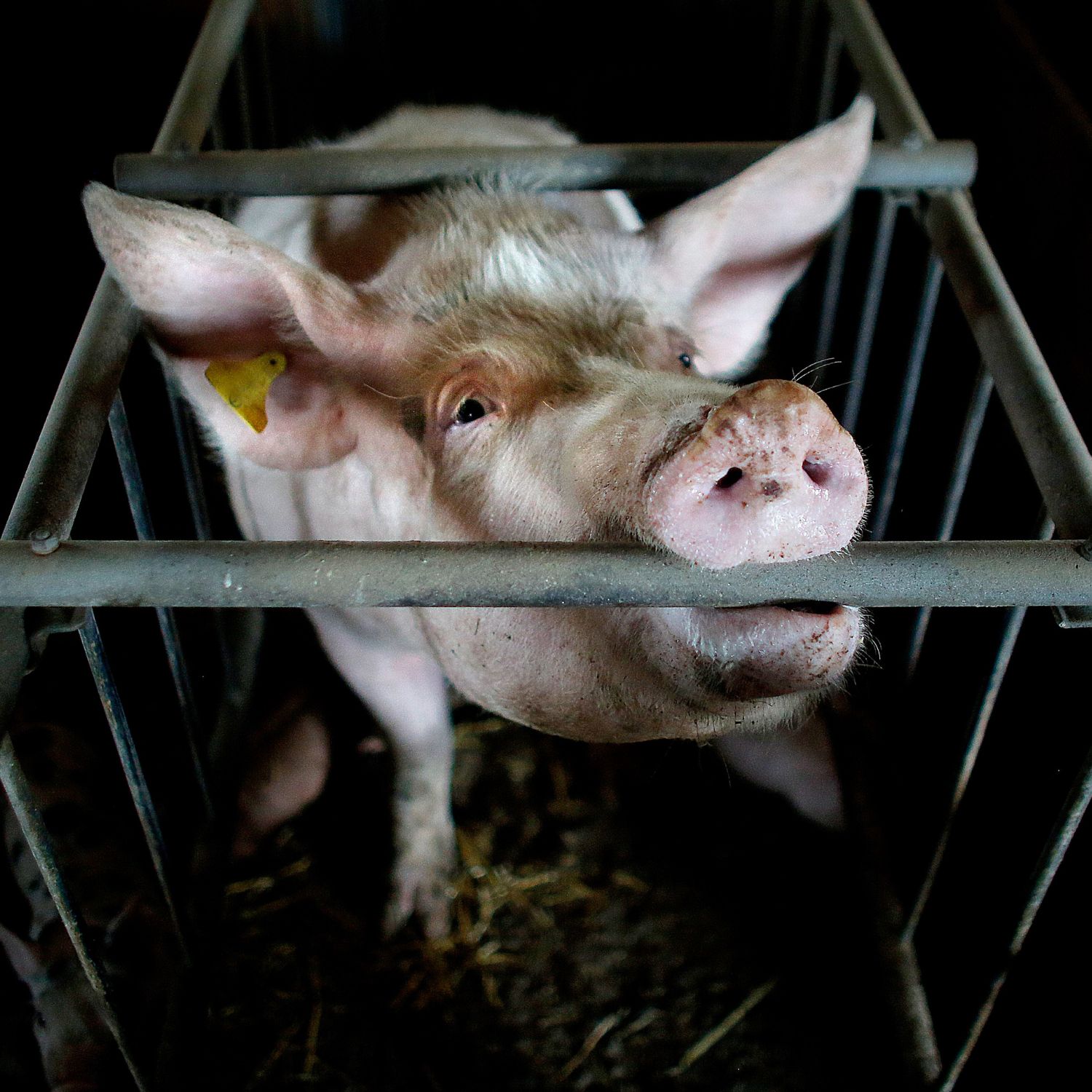 maiale in gabbia