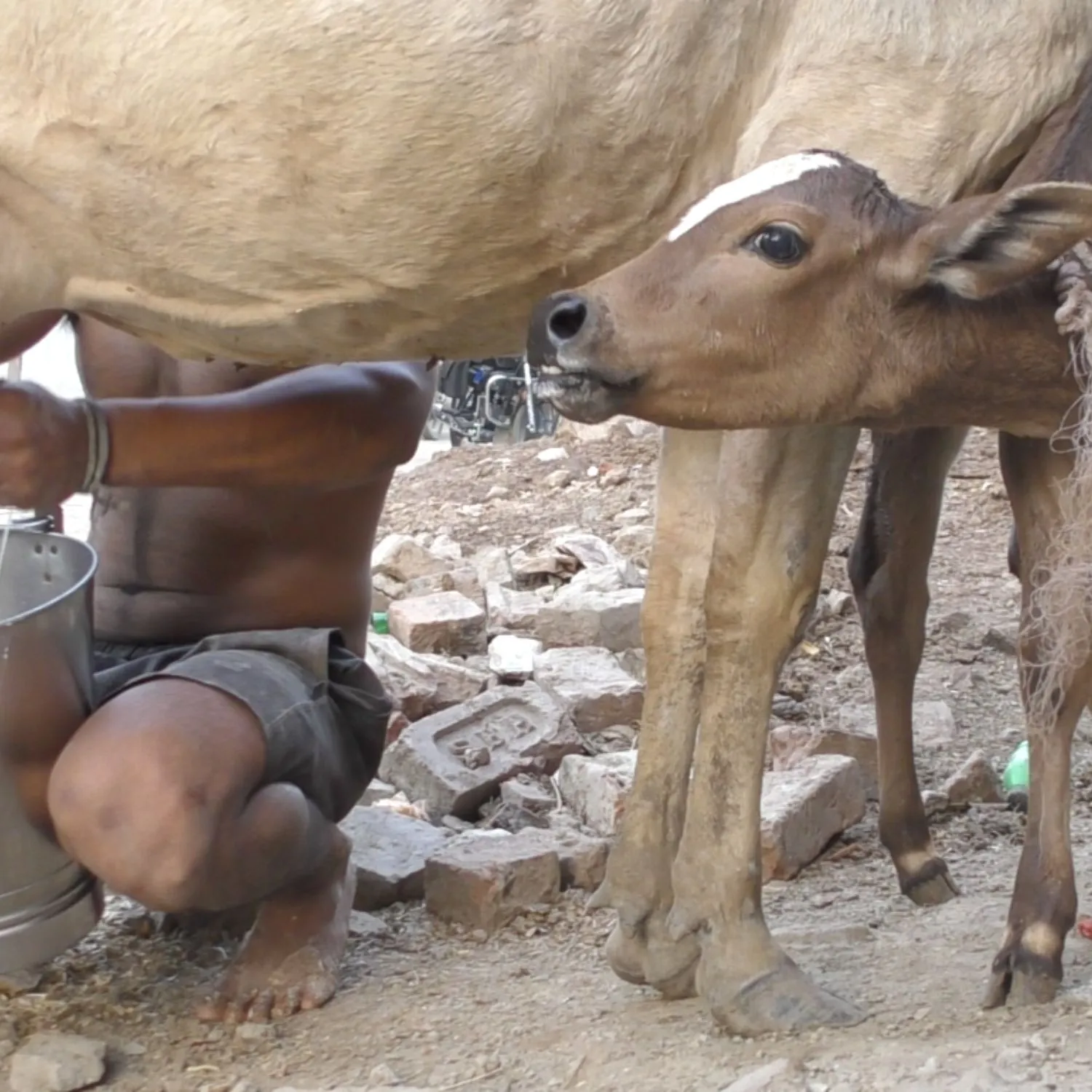 Tutte le crudeltà nascoste dietro l’industria del latte in India