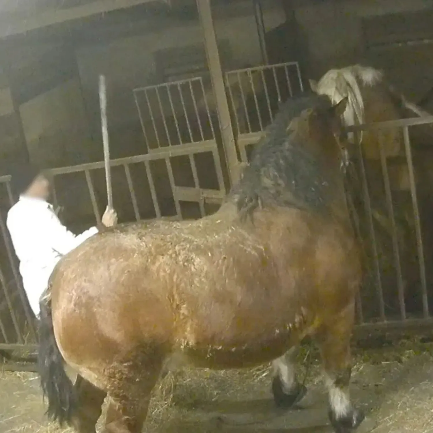 investigazione cavalli