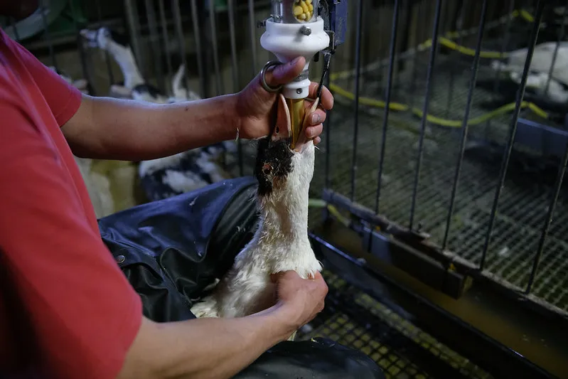 alimentazione foie gras: il Brasile a un passo dal divieto