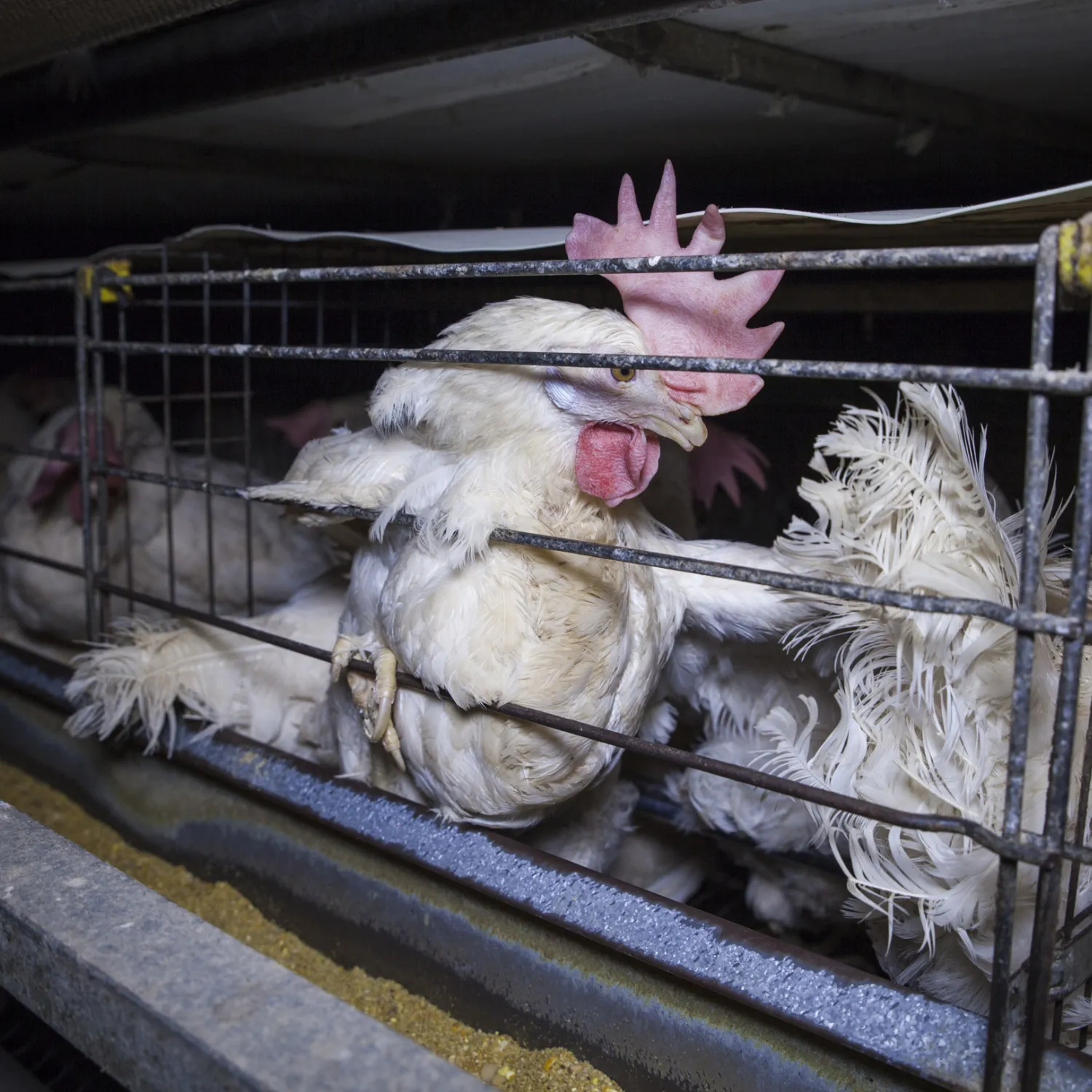 Animal Equality contesta la retorica della Commissione UE sull’allevamento senza gabbie