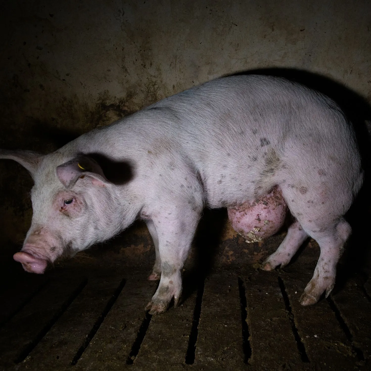 L’orrore dietro la carne di maiale spagnola: nuova inchiesta