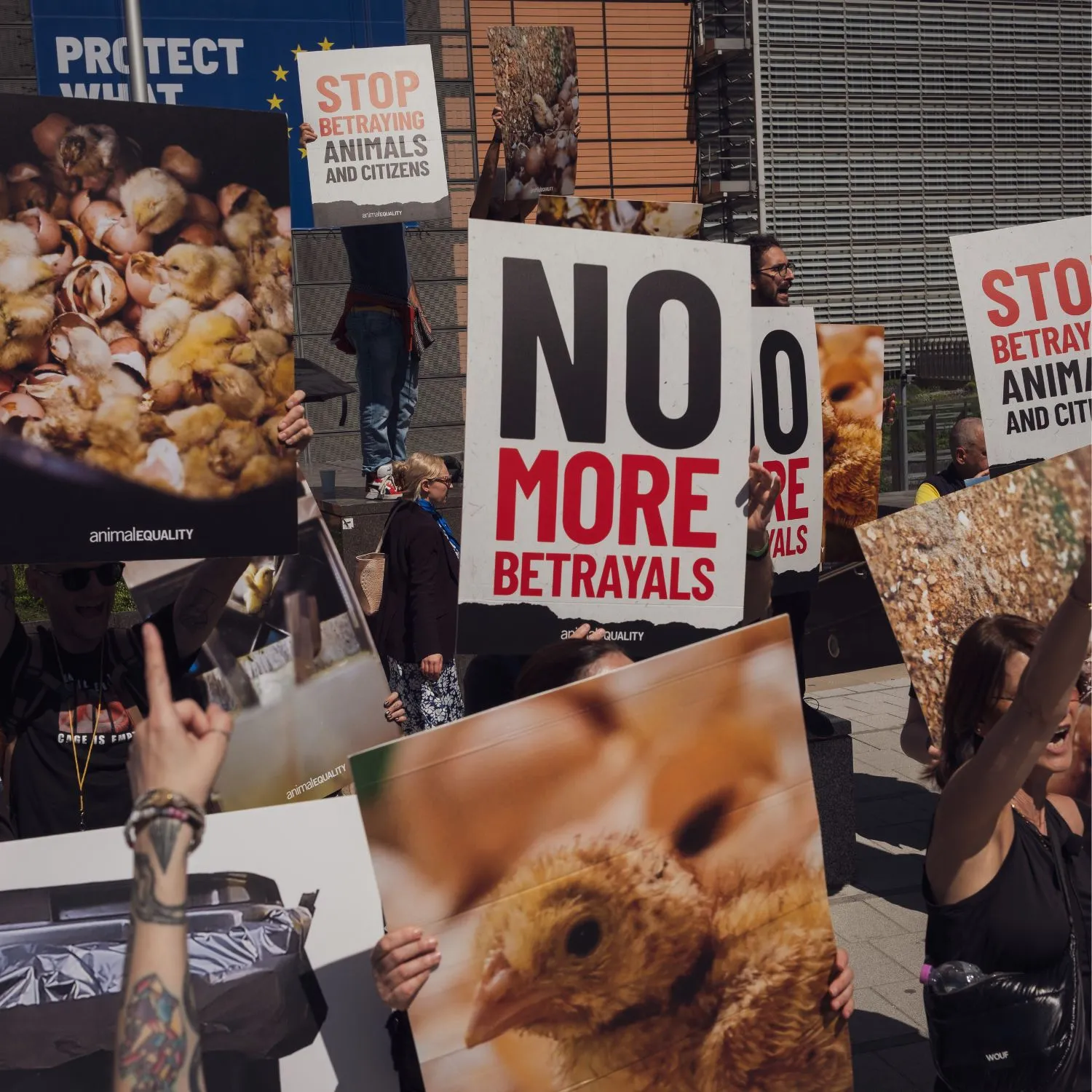 “Democrazia – Proteggere ciò che conta”, ma la Commissione UE ha tradito i cittadini sulla riforma della legislazione per il benessere animale