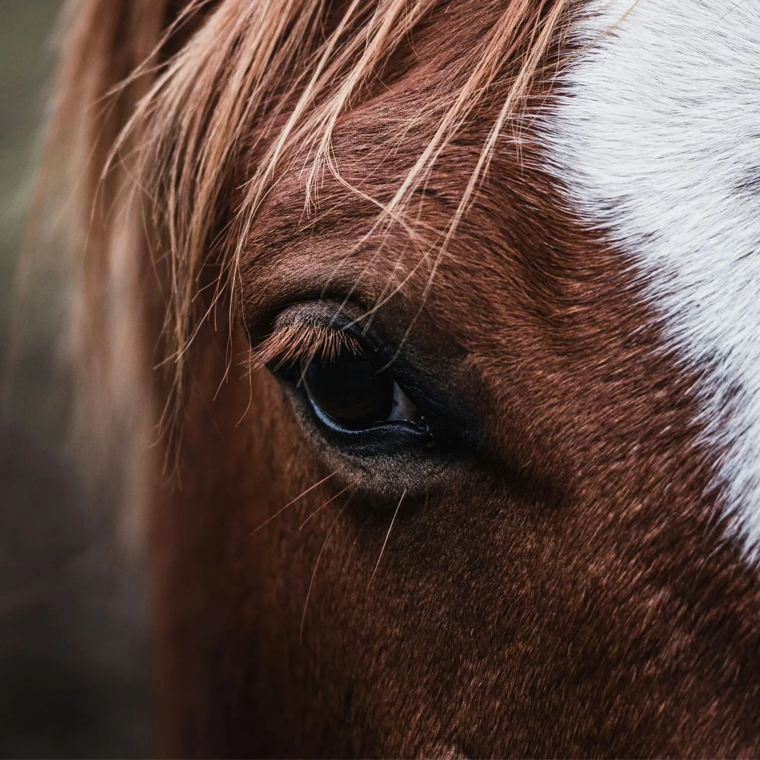 fine corsa