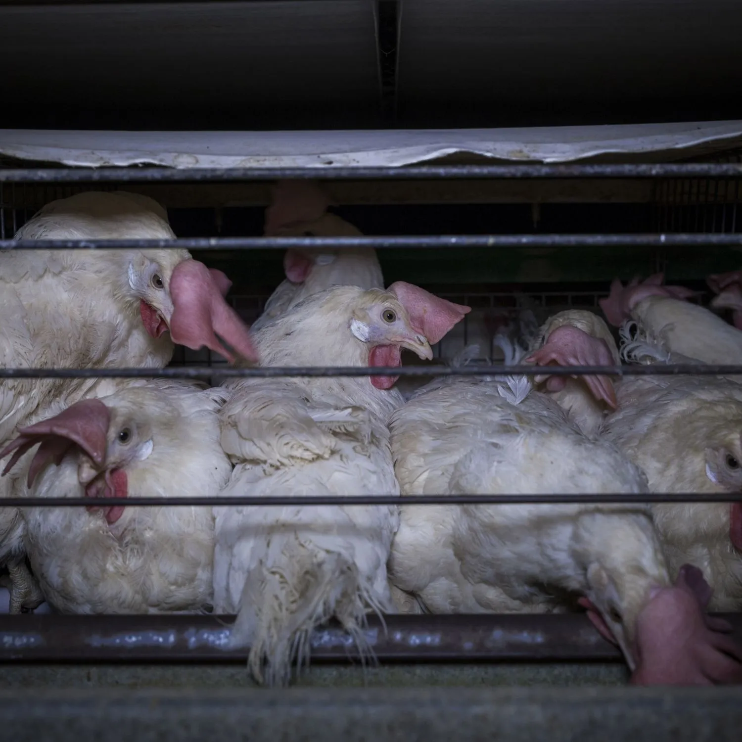 La Commissione europea apre al superamento delle gabbie e alla fine dell’uccisione dei pulcini maschi nella sua Livestock Strategy