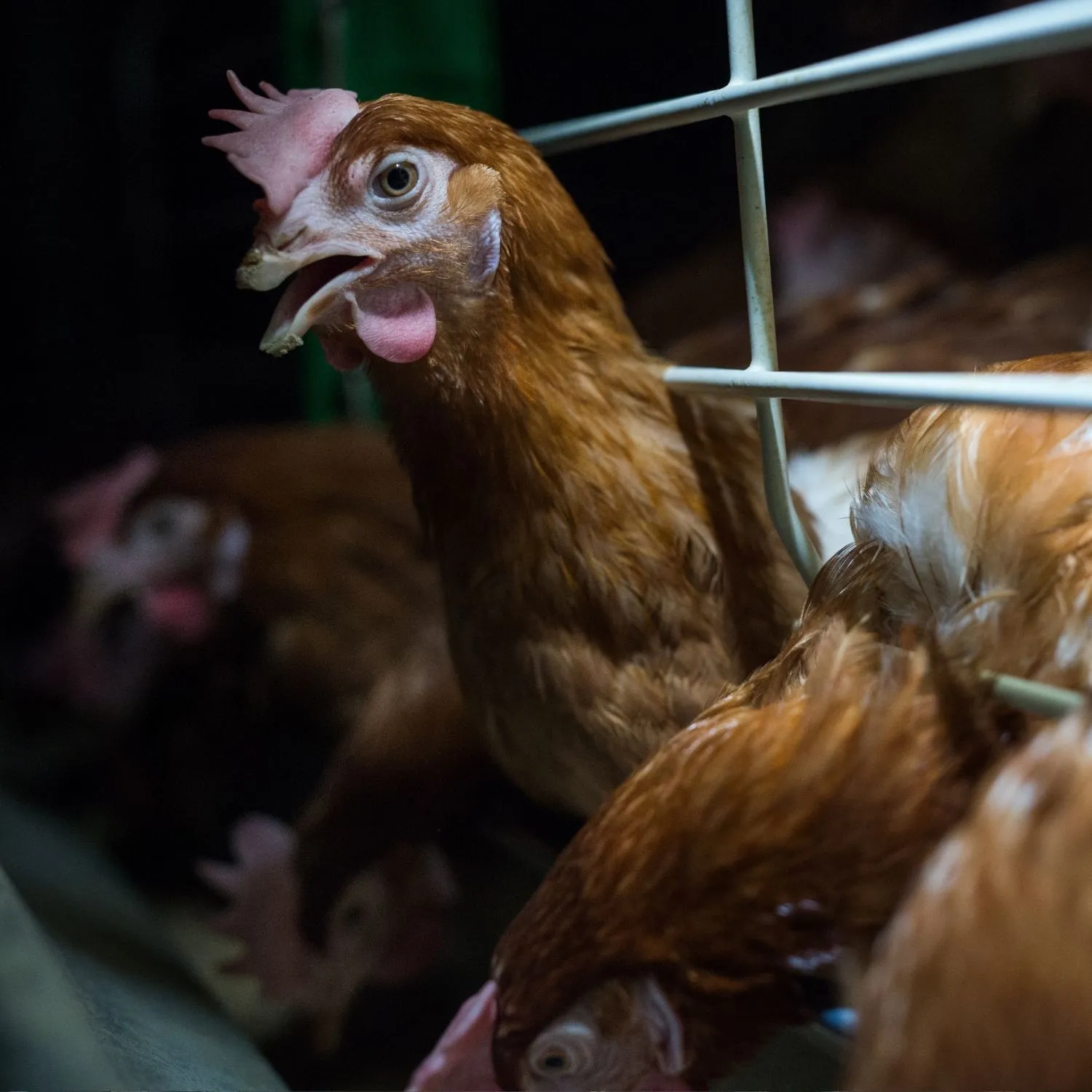 Lobby degli allevamenti intensivi: accesso privilegiato alla Commissione UE durante la riforma sul benessere animale