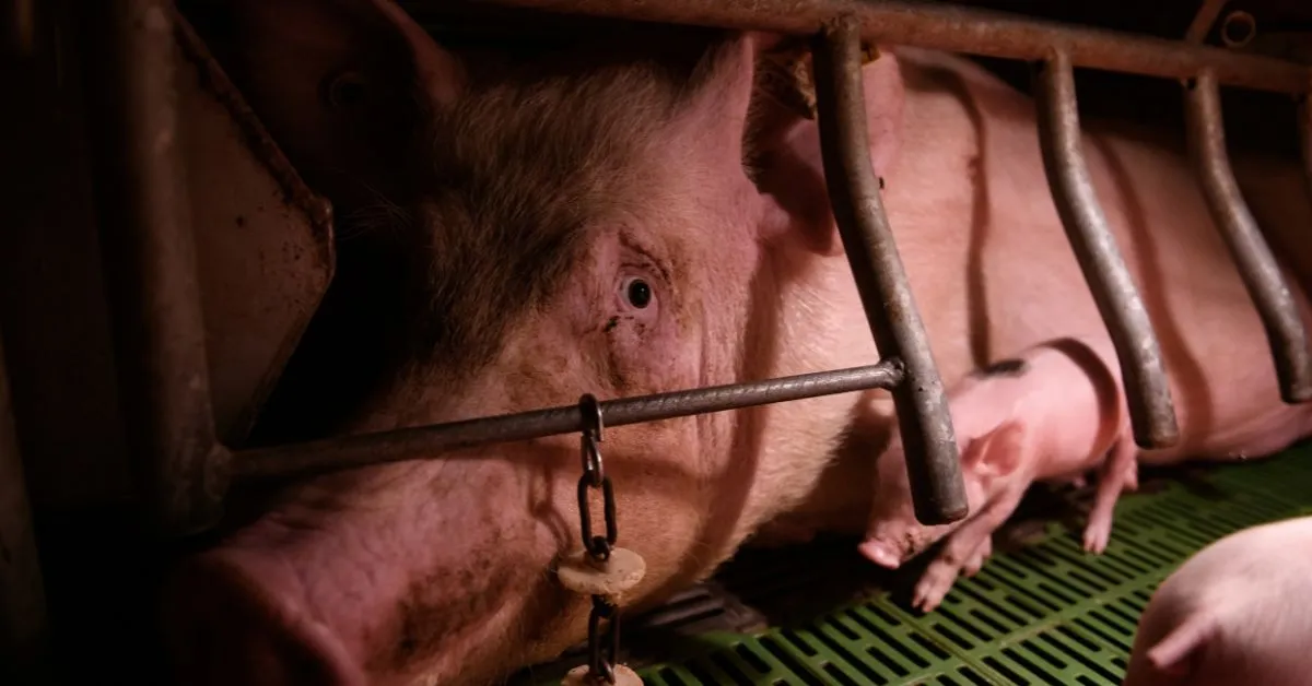 Lobby degli allevamenti intensivi: accesso privilegiato alla Commissione UE durante la riforma sul benessere animale 2