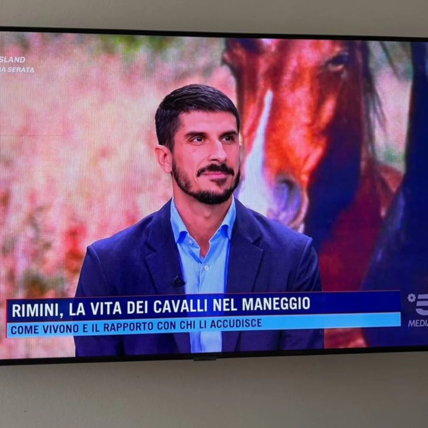 Macellazione dei cavalli: il sito per fermarla va in tilt in diretta tv
