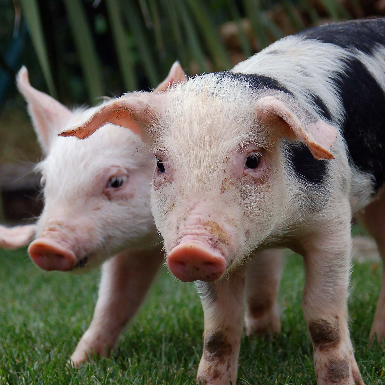 Spain Open Rescue Pig Gracie Marion Web 1500x1500