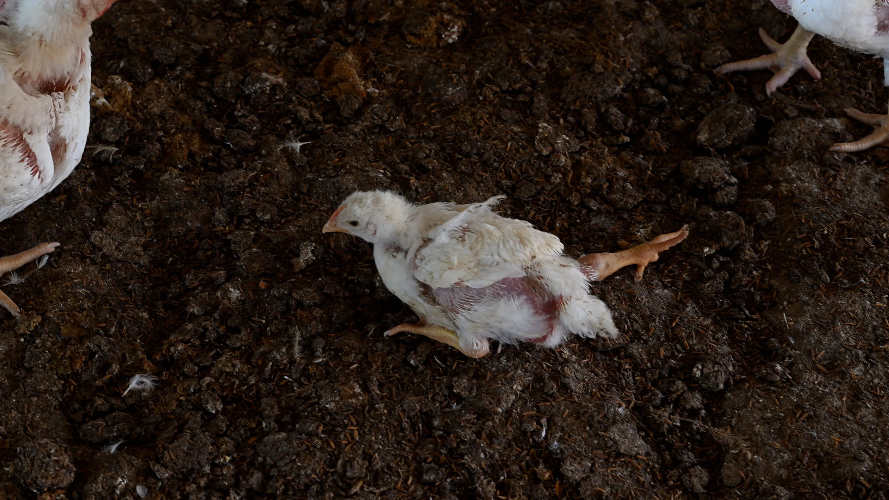 Polli che non riescono a camminare e cadaveri tra gli animali vivi: nuova inchiesta in Argentina 5