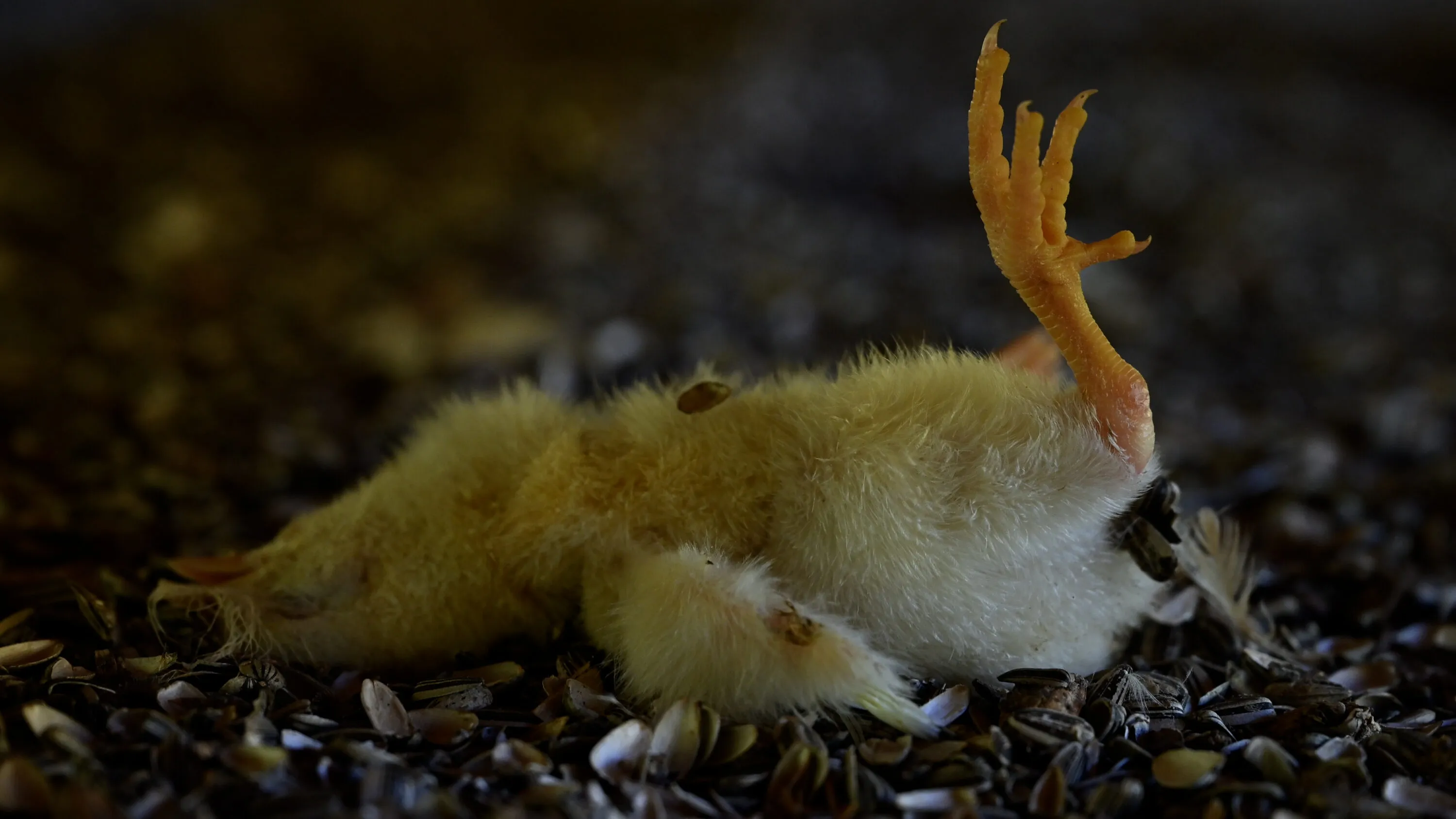 Polli che non riescono a camminare e cadaveri tra gli animali vivi: nuova inchiesta in Argentina 2