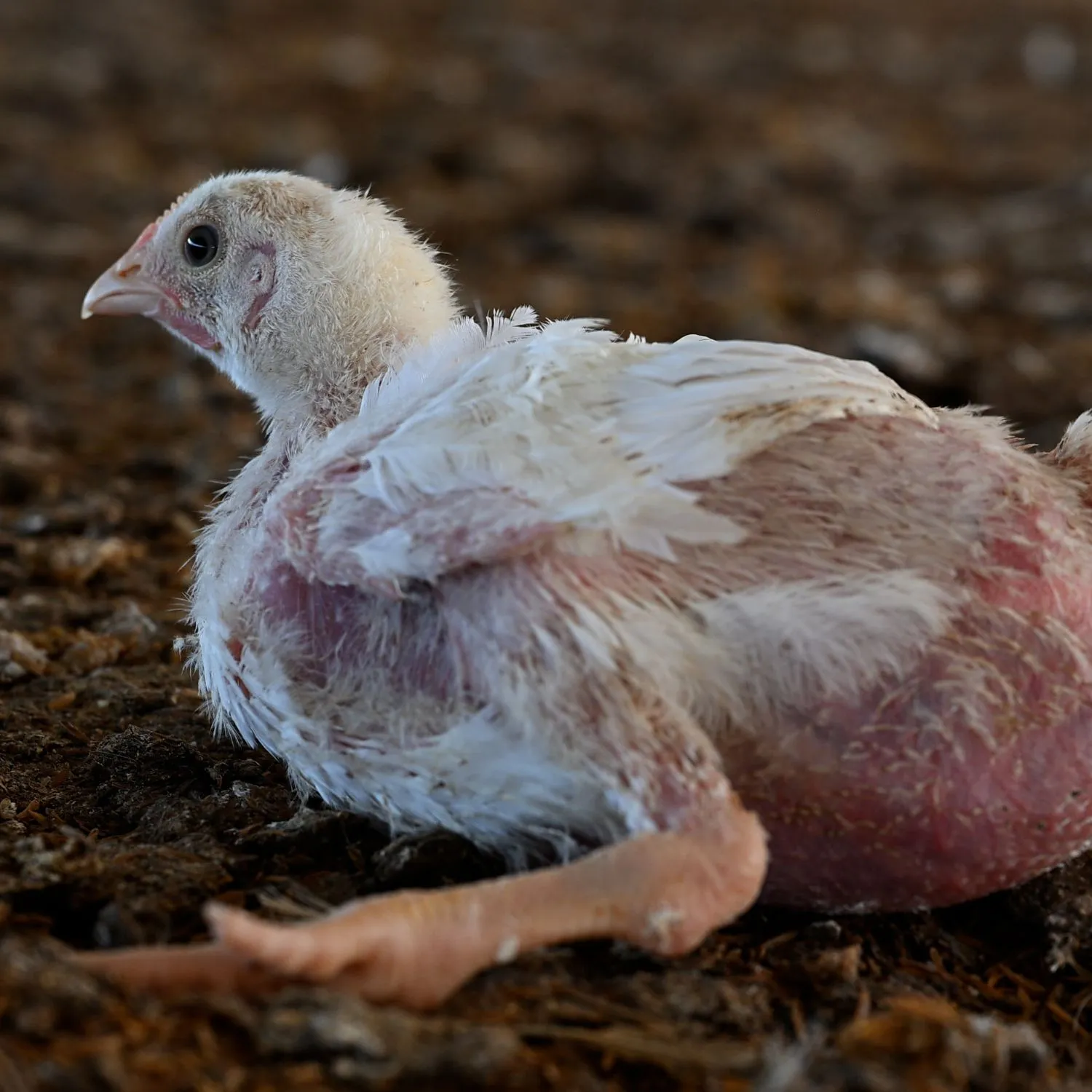 Polli che non riescono a camminare e cadaveri tra gli animali vivi: nuova inchiesta in Argentina