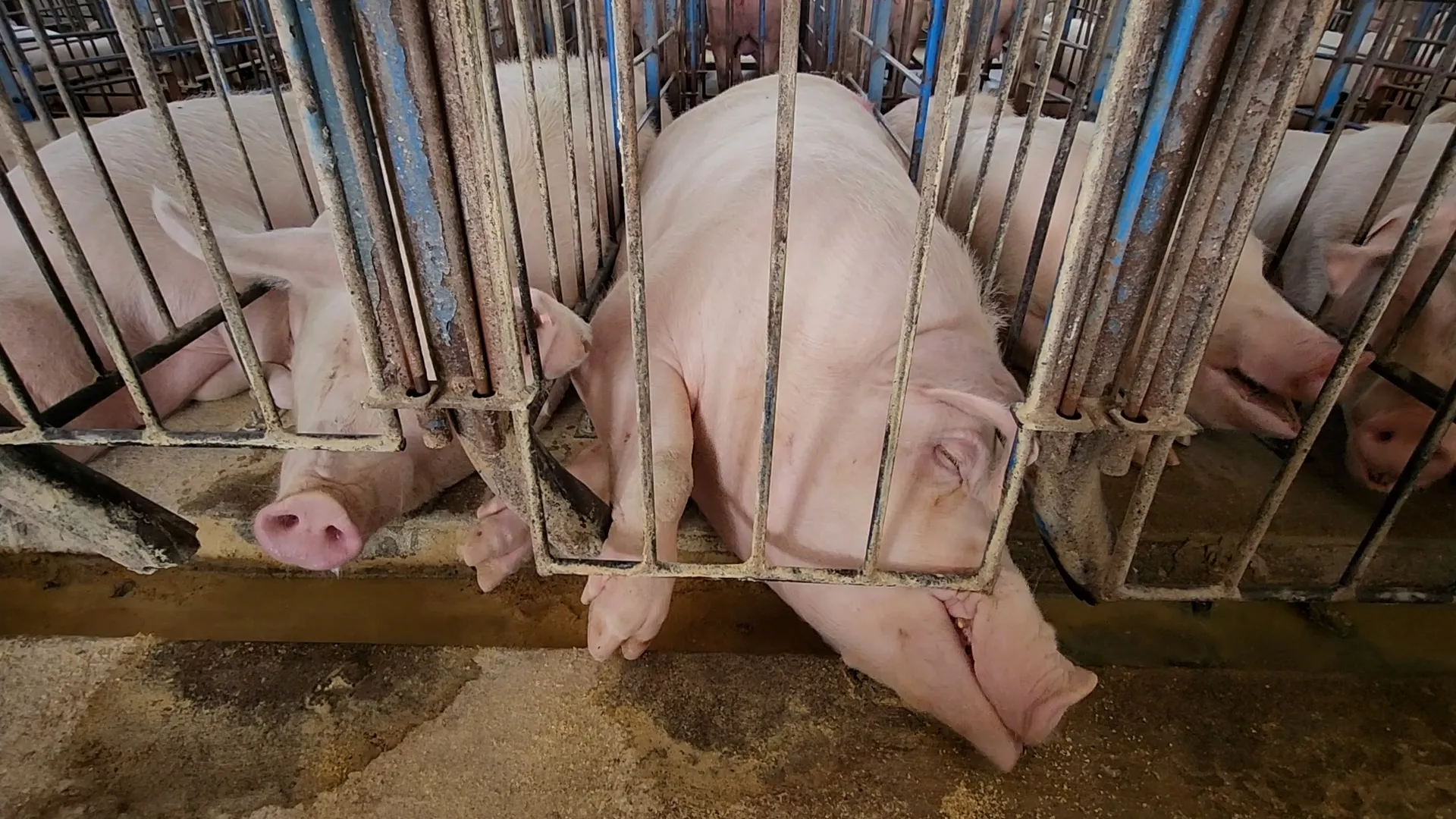 Several large pink pigs are confined within narrow, rusted metal gestation crates at a breeding facility in Kansas, USA, as documented in a 2024–2025 investigation by Animal Equality. The crates are so restrictive that the pigs are unable to turn around, appearing cramped as they lie on the concrete floor with their heads near a waste trough. This farm is part of the supply chain for Ahold Delhaize, the multinational retail group behind major U.S. grocery chains like Food Lion, Stop & Shop, and Giant. Despite a 2014 public pledge to eliminate gestation crates, this footage reveals the continued use of these intensive confinement systems over a decade later.