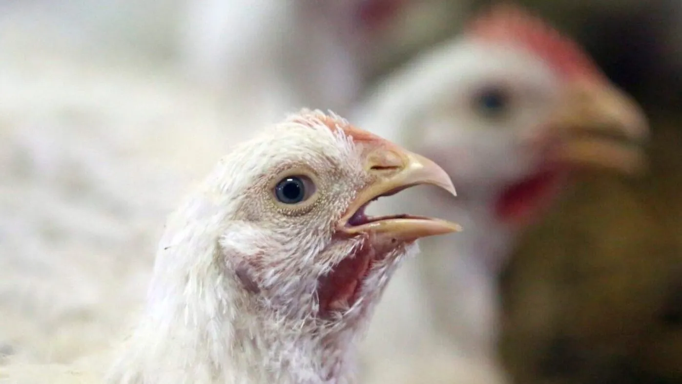 Polli broiler in un allevamento intensivo